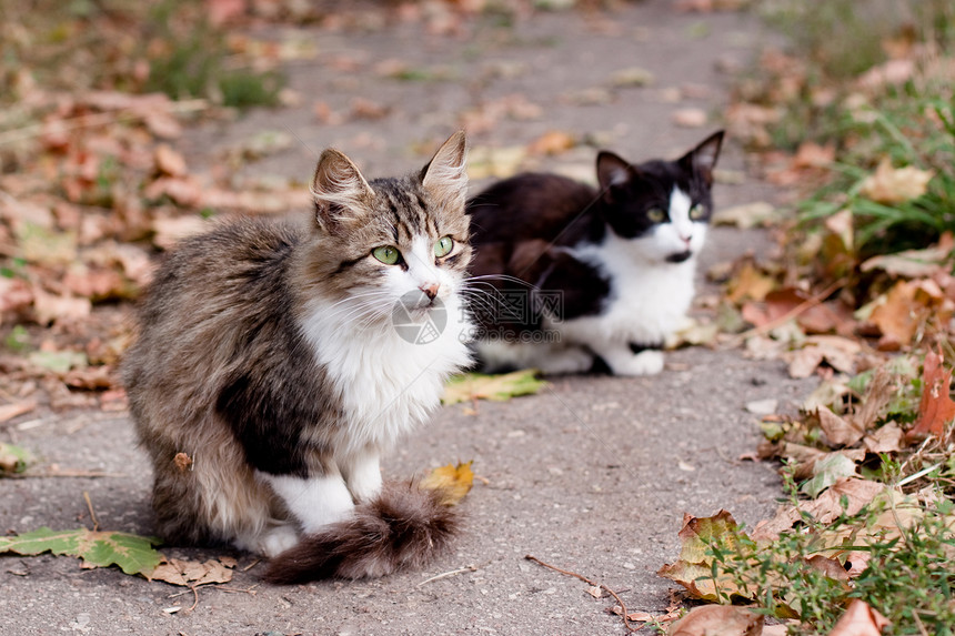 路上的猫树叶压力姿势白色灰色沥青动物小猫宠物绿色图片