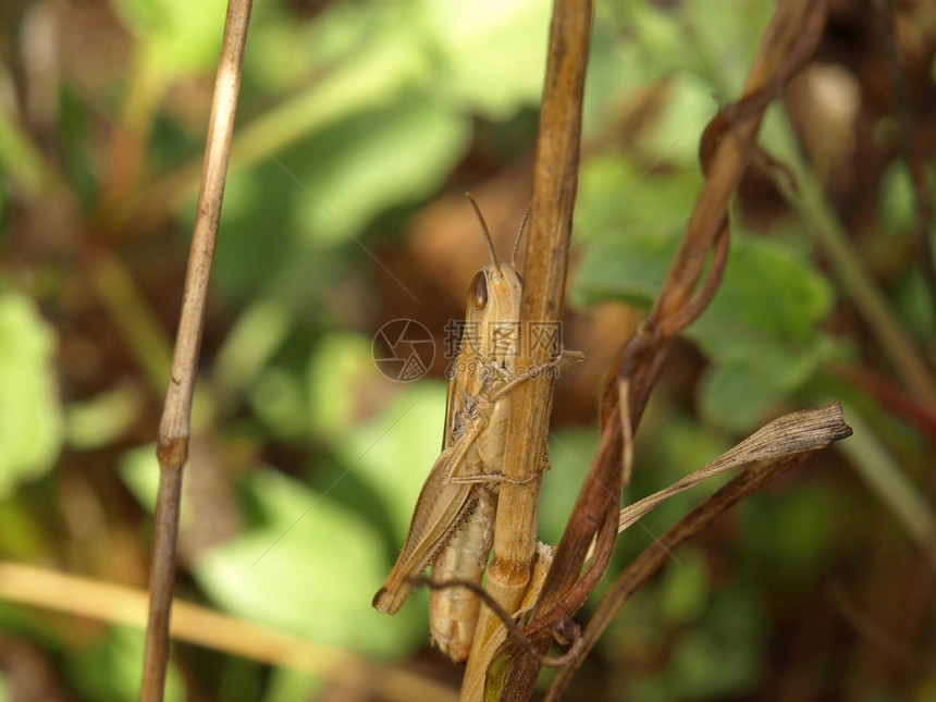 小蝗虫动物昆虫蟋蟀天线直翅目料斗图片