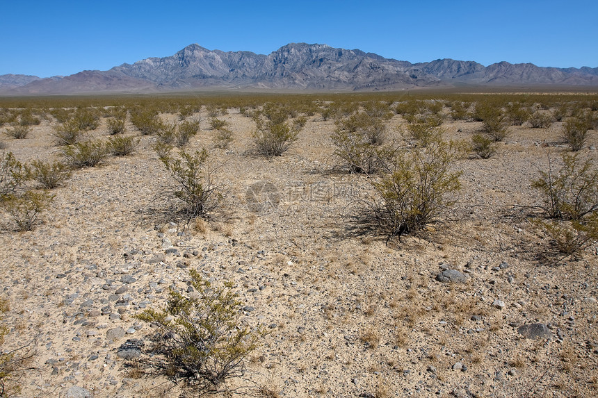 布什在沙漠中的小布什孤独场地天空岩石太阳衬套植物野生动物山脉灌木图片