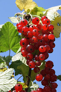 红曲线水果浆果团体蓝色食物绿色叶子衬套天空红色背景图片