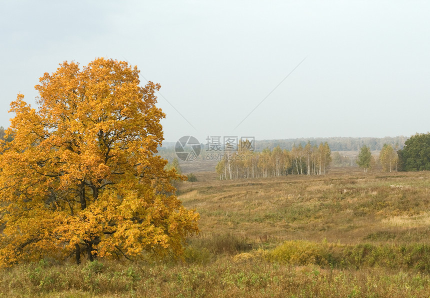 秋季风景国家草地黄色植物群乡村绿色橙子季节生长植物图片