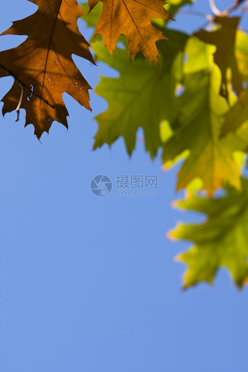 落金叶季节性阳光小羽枝蓝色天空横梁红色黄色橡木叶子图片
