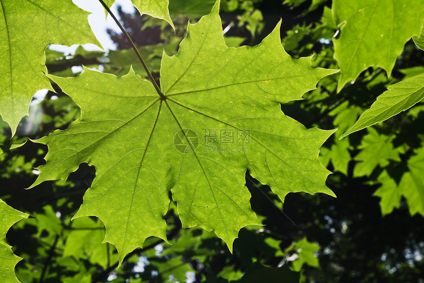 绿叶叶水平植物植物学绿色木头森林阳光静脉枝条背光图片