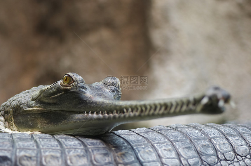 印地那瓜维亚威胁眼睛物种濒危牙齿保护爬行动物鳄鱼爬行者爬虫图片