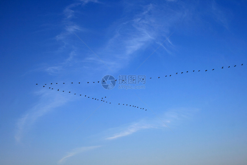 锁定天空鸭子蓝色簇绒野生动物图片