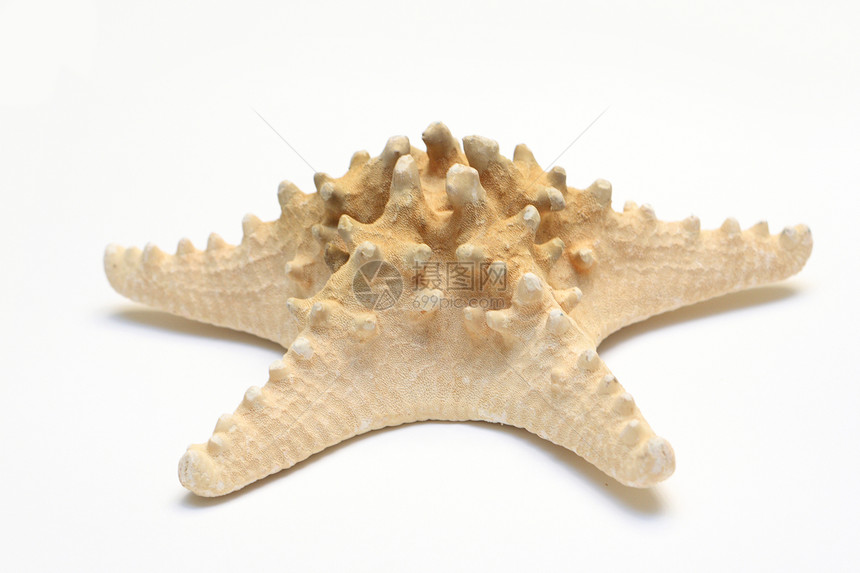 海星星星珊瑚潜水碳酸盐甲壳贝壳浮潜动物海洋蜗牛图片