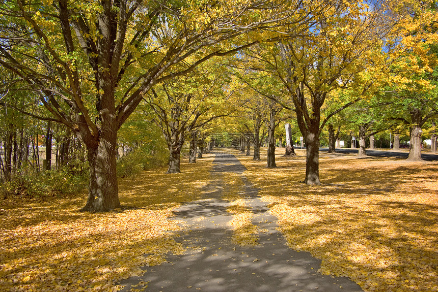 秋季路径小路树叶公园季节人行道黄色树木图片