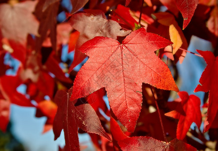 红秋叶环境树叶红色背景图片