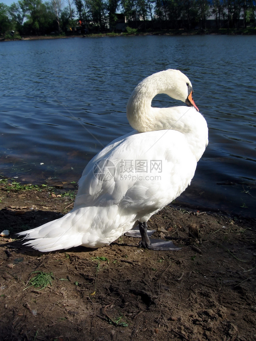 天鹅池塘荒野杂色海浪水禽动物群动物脖子羽毛白色图片