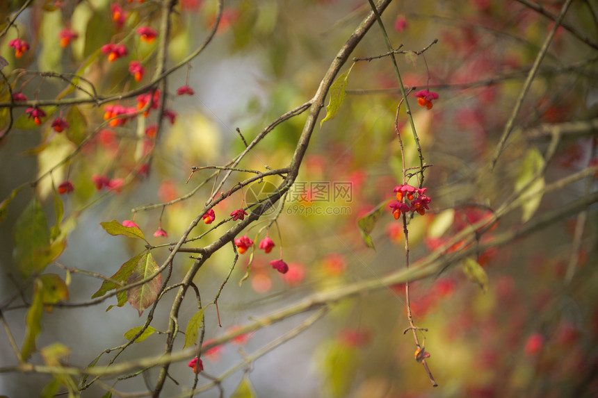 秋树分支机构树木树叶木头红色暖色调水果图片