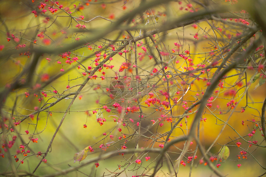 秋树木头暖色调分支机构红色水果树木树叶图片