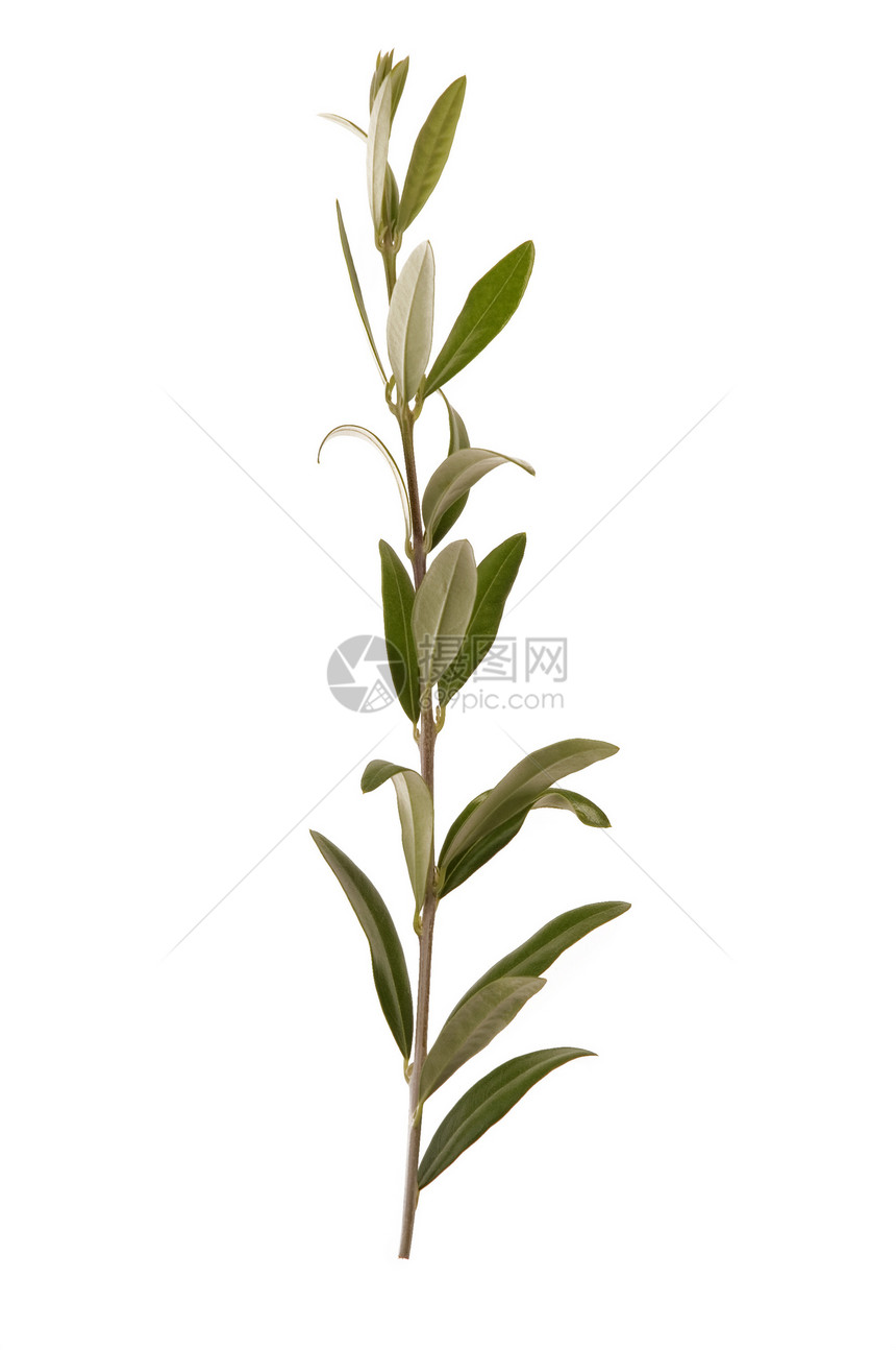 橄榄枝文化货币种子生活方式象征绿色标志医学植物医疗图片