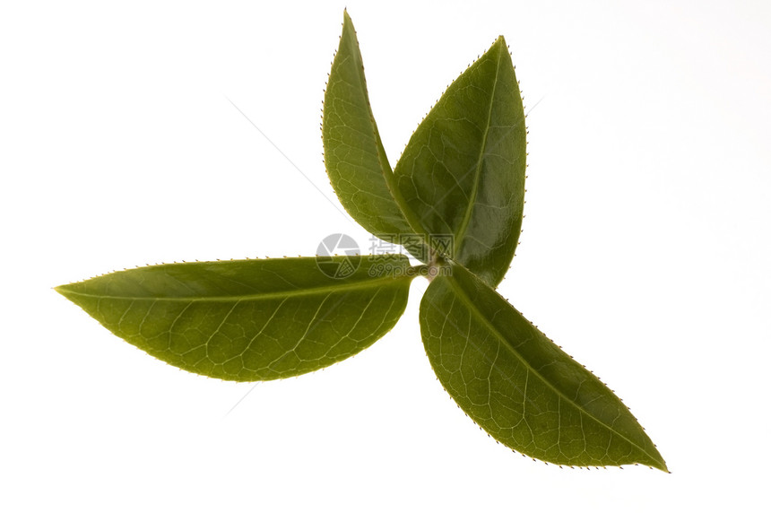 清茶叶宏观烹饪植物时间饮食镜头草本植物叶子树叶特写图片
