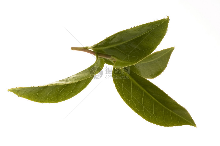 清茶叶树叶香料植物镜头饮食草本农业特写绿色宏观图片