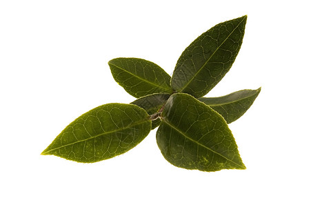 清茶叶素材清茶叶味道美食食谱香气气氛草本植物植物美味宏观烹饪背景
