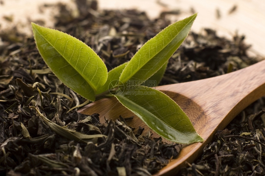 茶勺子草本植物叶子绿色植物树叶宏观图片