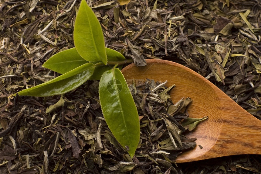 茶植物勺子叶子宏观草本植物树叶绿色图片