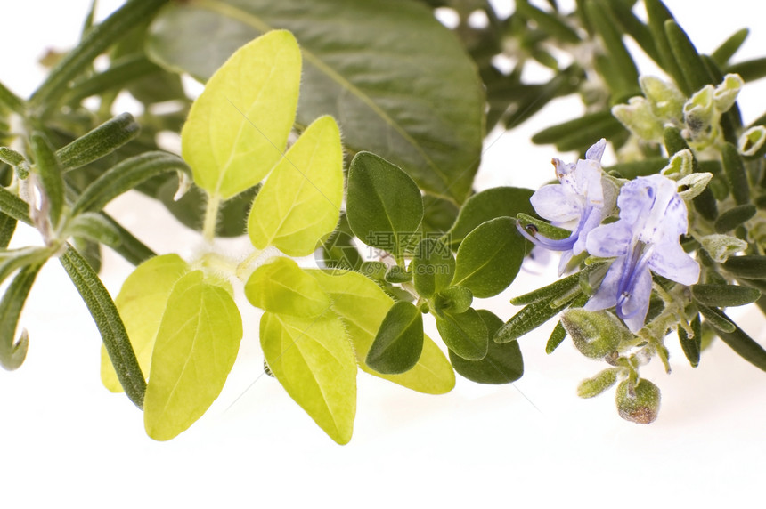 新鲜草药香气芳香土壤迷迭香食物维生素植物香料香味药品图片