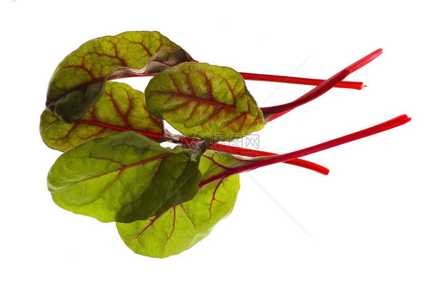 新鲜蔬菜  菠菜甜菜食物叶子沙拉绿色素食菠菜白色红色宝石图片