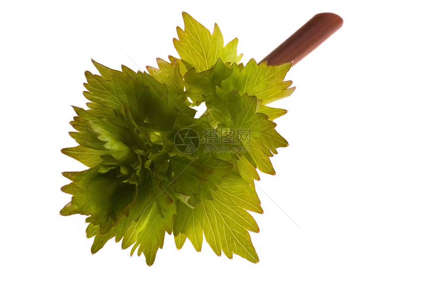 新鲜新菜香料草本植物食物绿色蔬菜维生素生态叶子植物烹饪图片