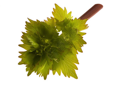 新鲜新菜香料草本植物食物绿色蔬菜维生素生态叶子植物烹饪背景图片