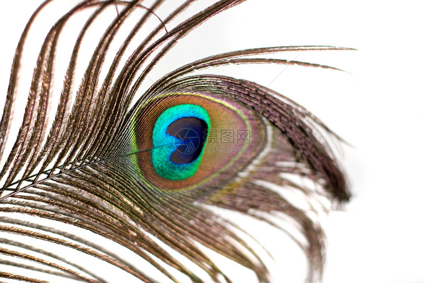 孤立的孔雀羽毛展示野生动物宏观眼睛热带艺术金子鸟类情调蓝色图片