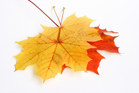 落叶与孤立叶子季节橙子叶脉植物枫树桑树红色绿色背景图片