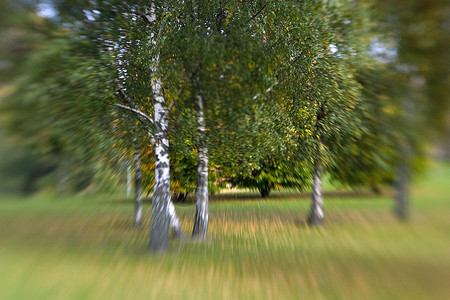 透视效果草地紫色斑点花园创意黄色森林树叶绿色摄影背景图片