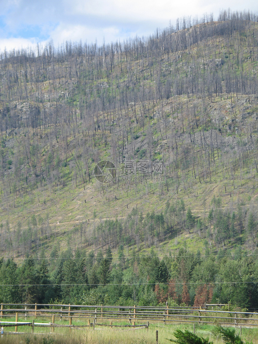 森林火灾之后的山岳死亡绿色植物男爵植被天空阴影荒野首脑野火海拔图片