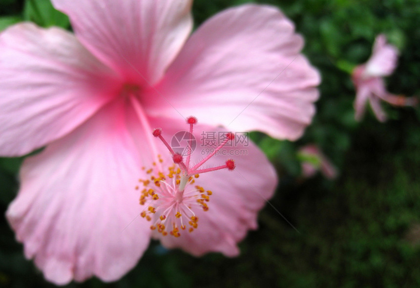 艺人热带花园雌蕊美丽宏观植物群花瓣植物粉色红色图片