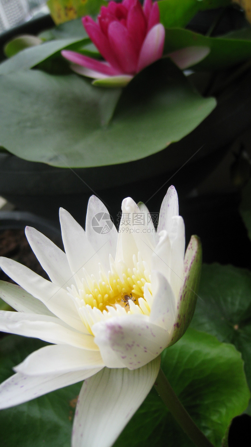 水柱百合紫色荒野荷花池塘睡莲黄色图片