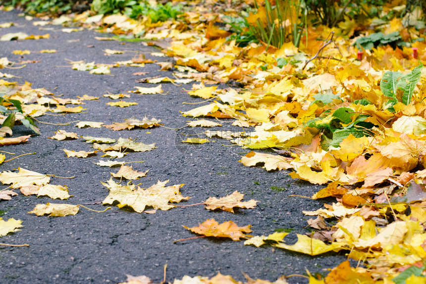 秋叶季节公园树叶环境人行道橙子沥青绿色金子黄色图片