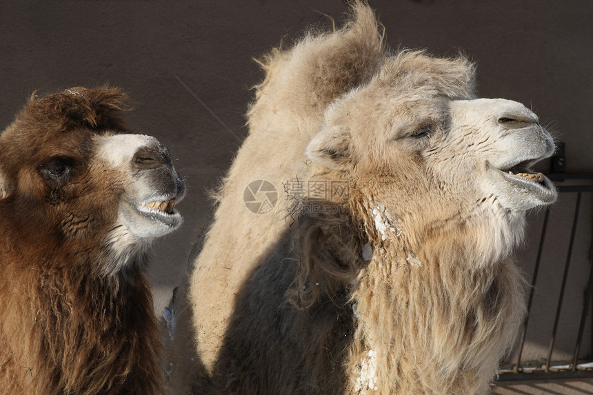 两只骆驼野生动物鼻子兽头兽嘴乐趣动物歌曲单峰野外动物动物园图片