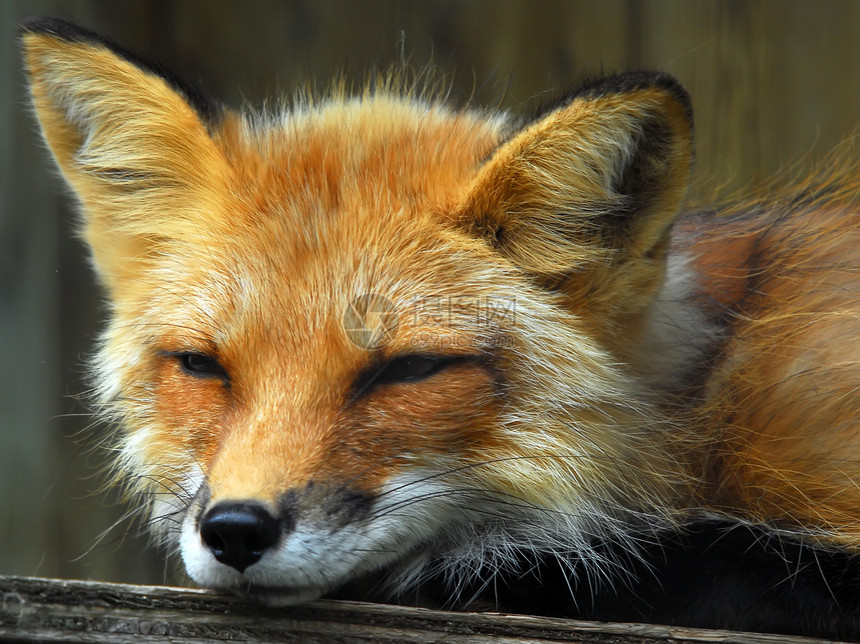 红狐狸打猎动物捕食者毛皮眼睛野生动物哺乳动物荒野小狗图片