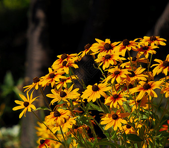 明亮鲜花植物群花园花瓣太阳植物宏观绿色背景图片