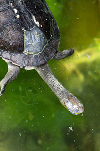 东部蛇颈龟澳大利亚高清图片