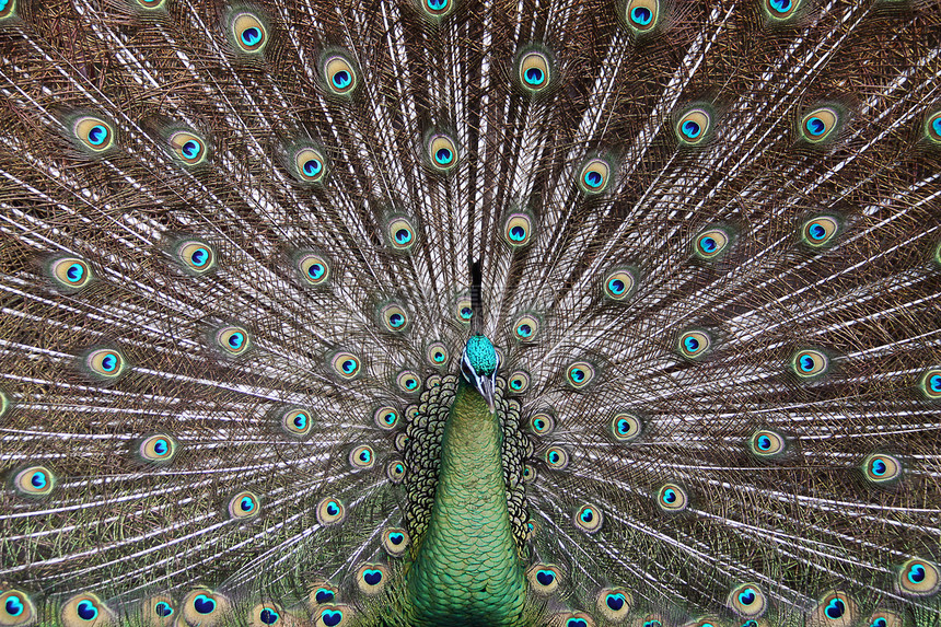 雄性绿孔雀 Peacock来自东南亚动物物种绿色防御濒危鸡形男性金子火车彩虹图片