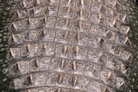 美国鳄鱼背面的鳄鱼 - 鳄鱼密西西比斯背景图片
