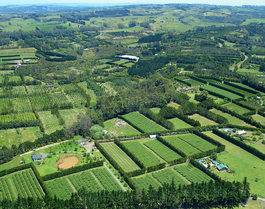新西兰 北区 Vineyards和农村农场的空中观察图片
