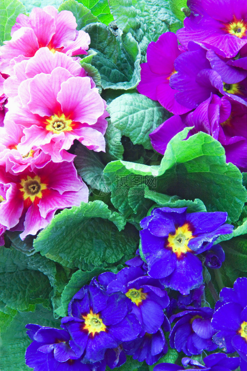 鲜花园艺季节宏观植物学花瓣植物紫色蓝色生长叶子图片
