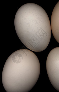 蛋生活营养背景图片