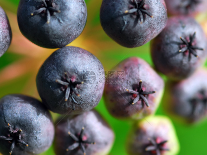 假蓝莓甜点饮食小吃营养健康绿色水果红色食物美食图片