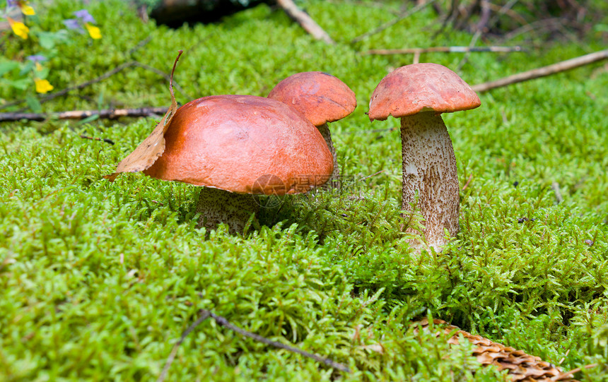 森林中的橙子树脂蘑菇植物宏观荒野树木季节食物苔藓植物学森林红色图片