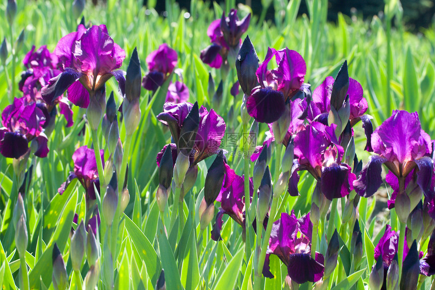 紫色iris草地公园季节花瓣场地雌蕊花粉花园蓝色鸢尾花图片