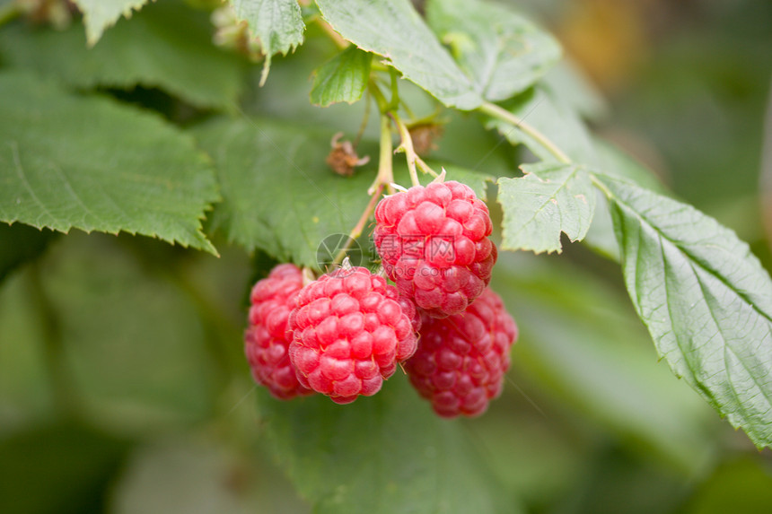 成熟草莓树枝场景衬套收获水果宏观浆果团体植物食物花园图片