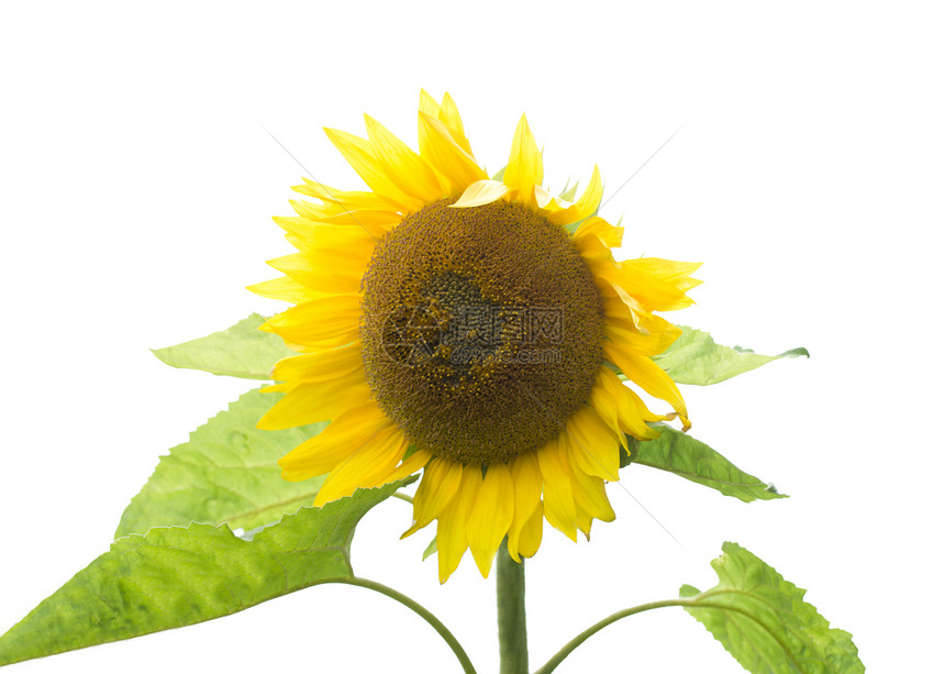 成熟向日葵花瓣白色植物学植物宏观黄色叶子花粉图片