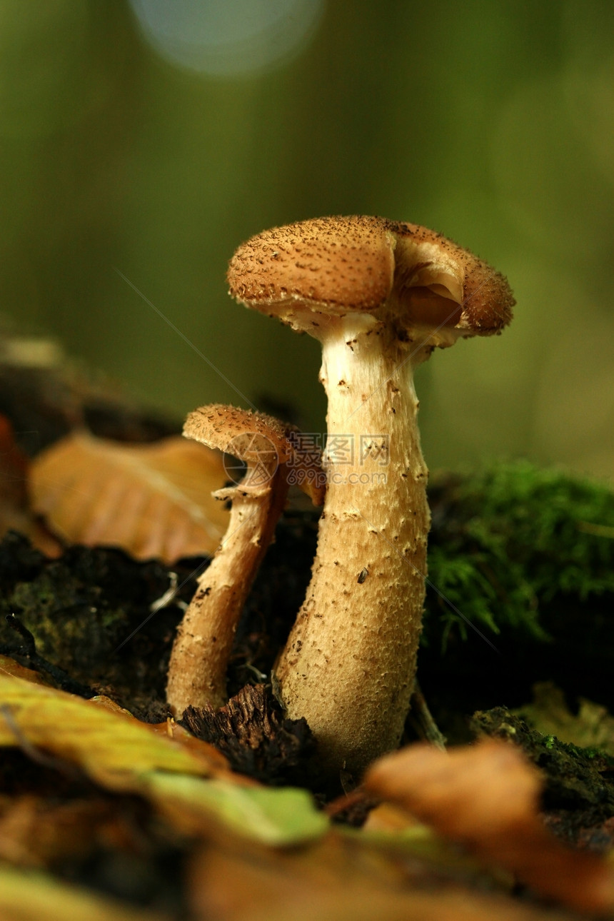 两个蘑菇季节绿色森林棕色叶子图片