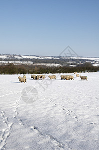 羊脚印冬天场地季节团体农业草地农场风景场景白色哺乳动物背景