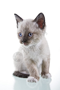 蓬松蓝眼睛小猫安详宁静高清图片
