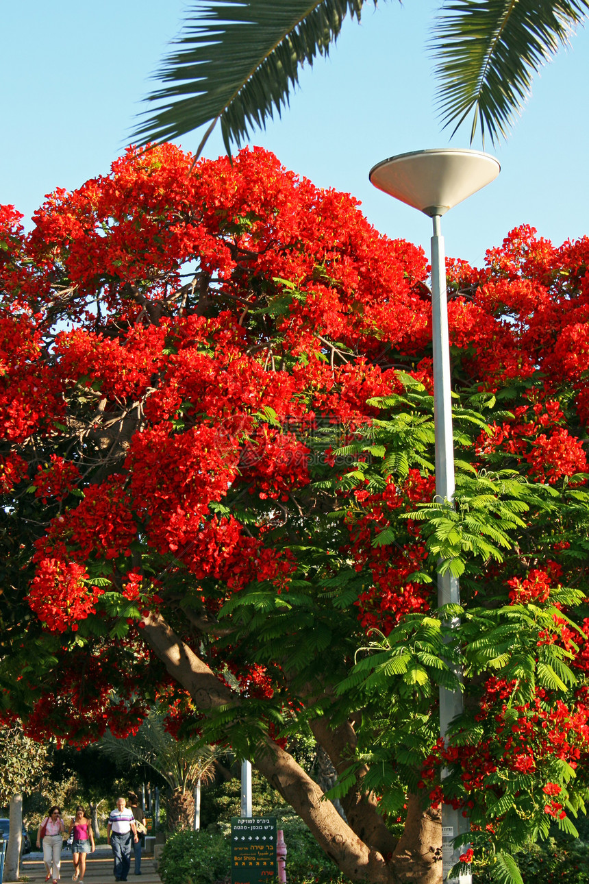 太阳和阳光明耀的日子天空晴天红色树木树叶木头森林蓝色农村叶子图片